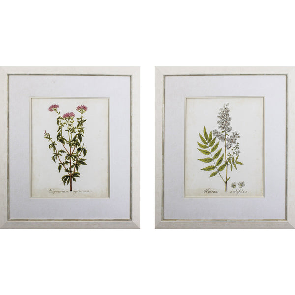 Set of Two Antique Herb Botany I Framed Art