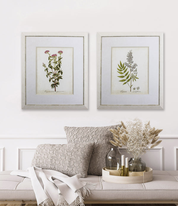 Set of Two Antique Herb Botany I Framed Art