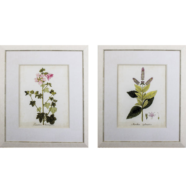 Set of Two Antique Herb Botany II Framed Art