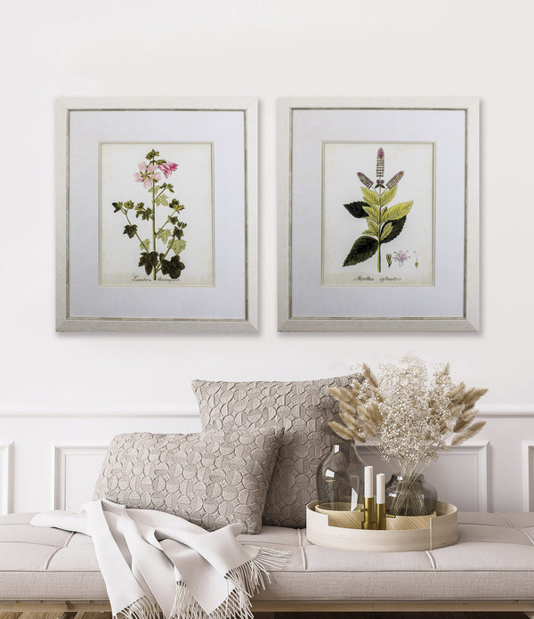 Set of Two Antique Herb Botany II Framed Art