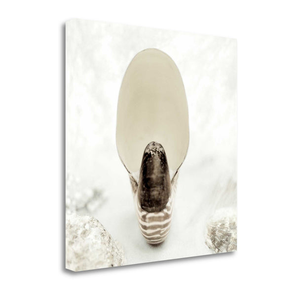 16" Seashell Bulb 4 Giclee Wrap Canvas Wall Art