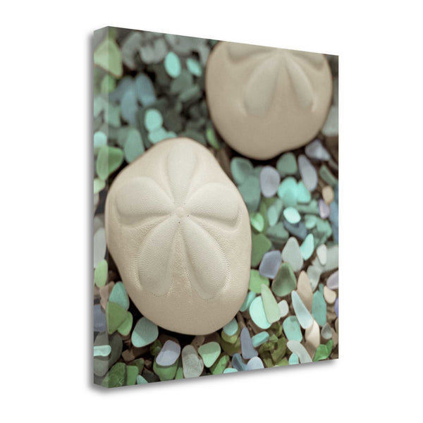 12" Two Sandollars and Seaglass 4 Giclee Wrap Canvas Wall Art