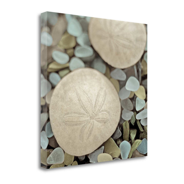 25" Sand Dollar and Seaglass Giclee Wrap Canvas Wall Art